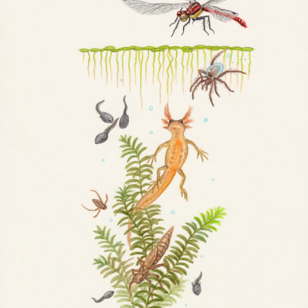 Animals of the ponds