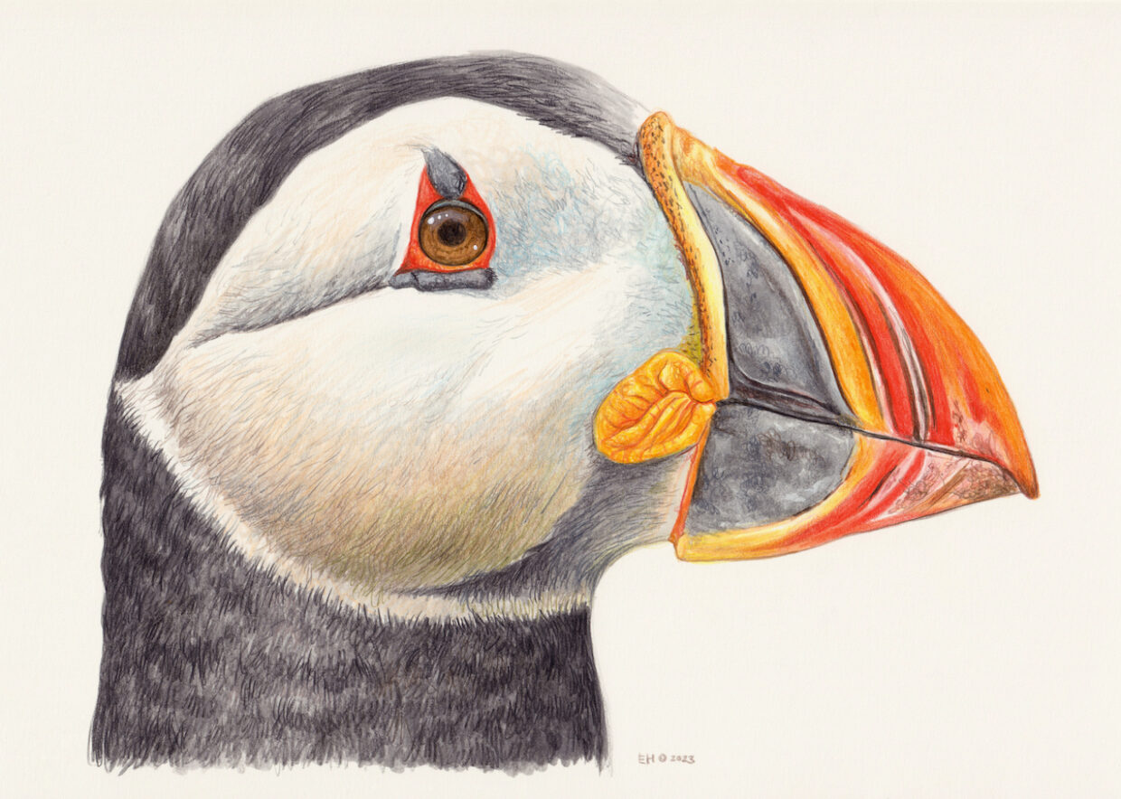 Puffin Portrait - Esther van Hulsen