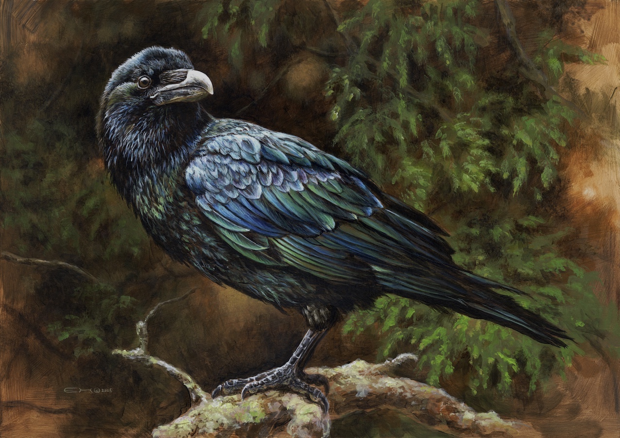 Young Raven