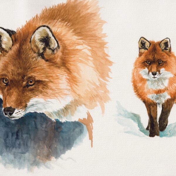 Kasper the red fox