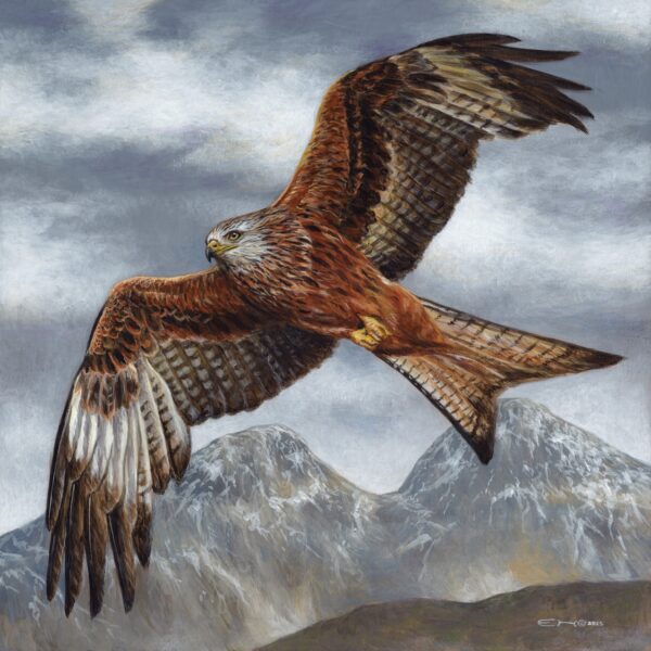 Red Kite Flying