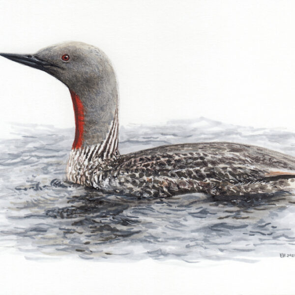 Red Throated Diver