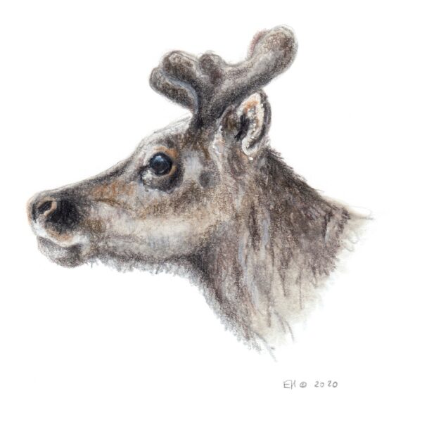 Svalbard Reindeer Calf 2
