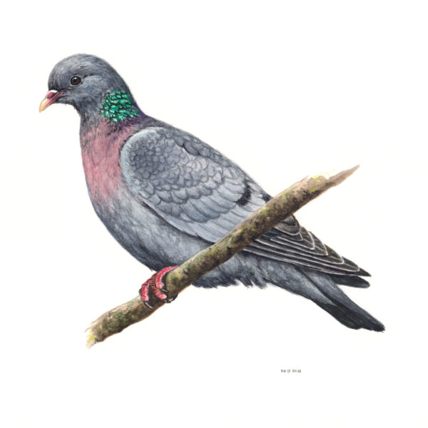 Stock Dove