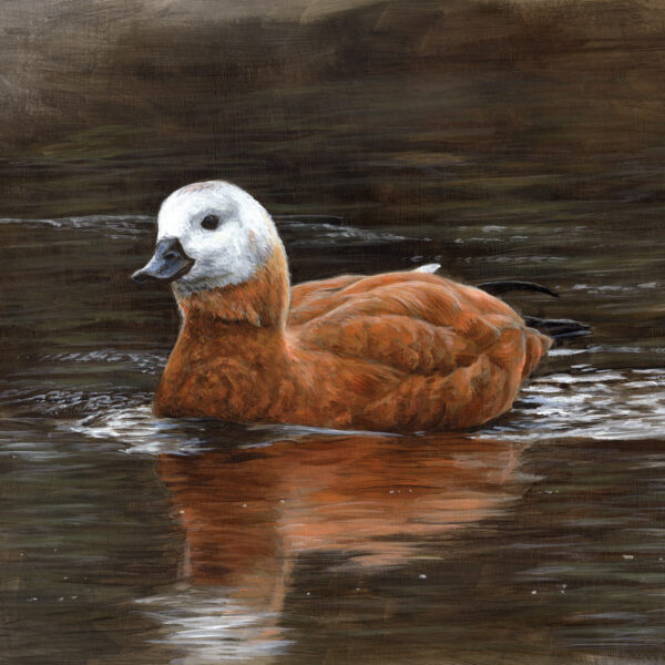 Ruddy Shelduck Swimming