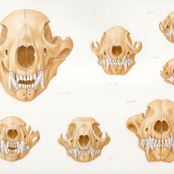 Predatory mammal skulls