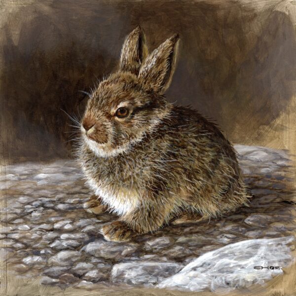 Young Mountain Hare