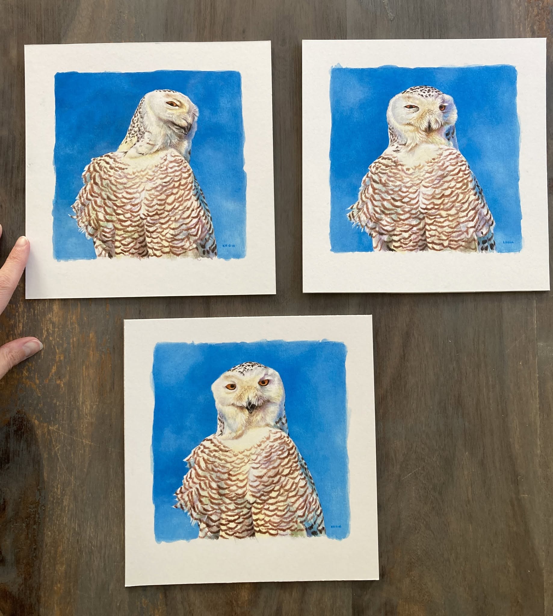3 snowy owl paintings