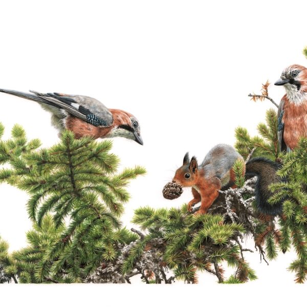 Squirrel and Jays