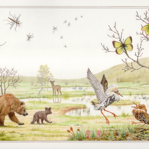 Natural Environments: Swamps