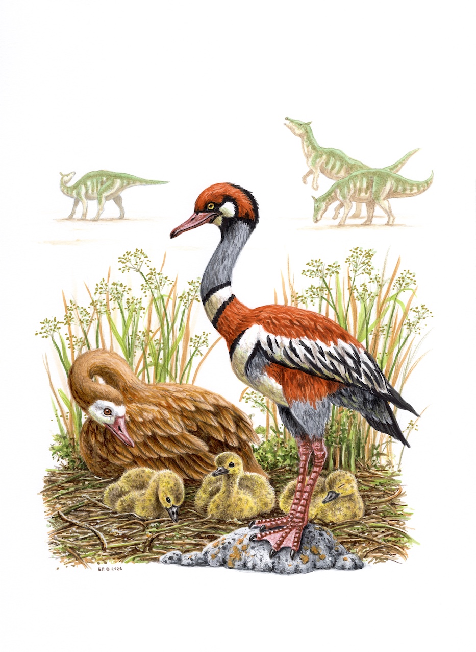 Teviornis