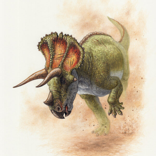 Charging Triceratops