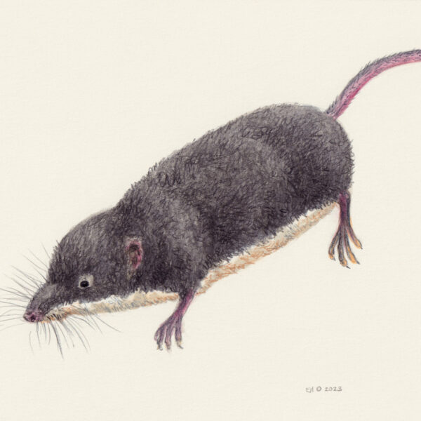 Eurasian Water Shrew