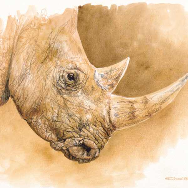 White Rhino