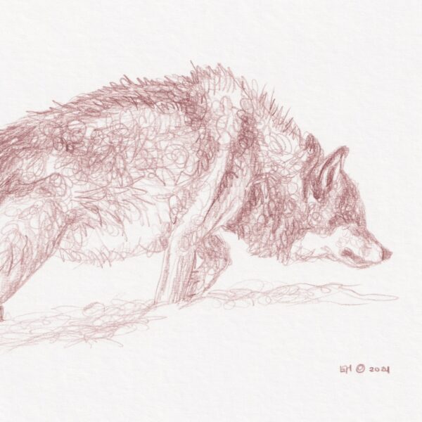 Stalking - Grey Wolf