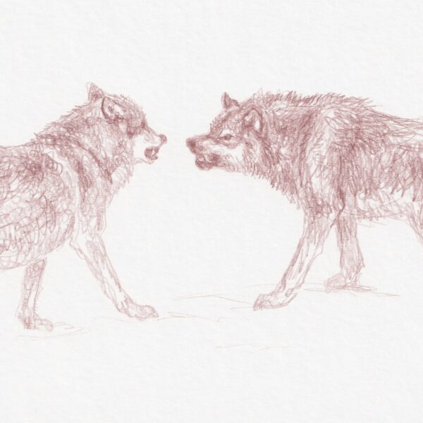 Discussion - Grey Wolves