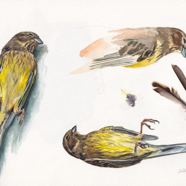 Yellowhammer Study