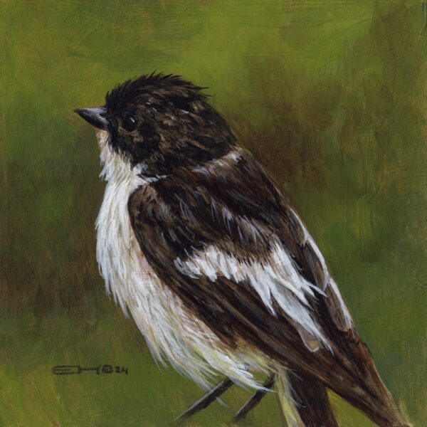 Pied Flycatcher