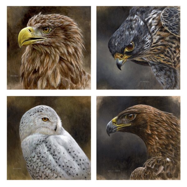 4 Nordic Birds of Prey