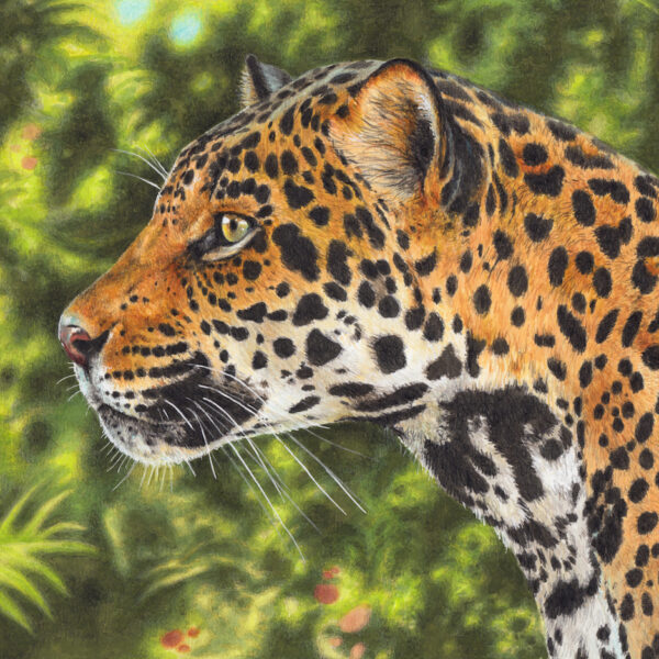 Jaguar Portrait