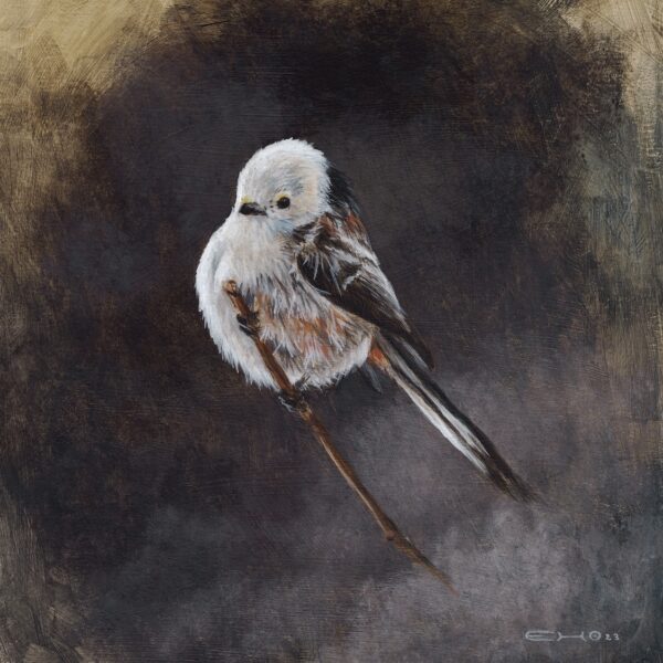 Long-tailed Tit