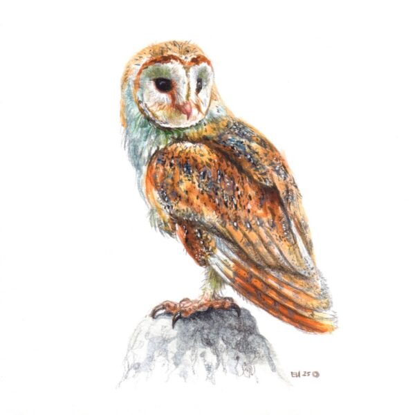 Tiny Barn Owl Painting