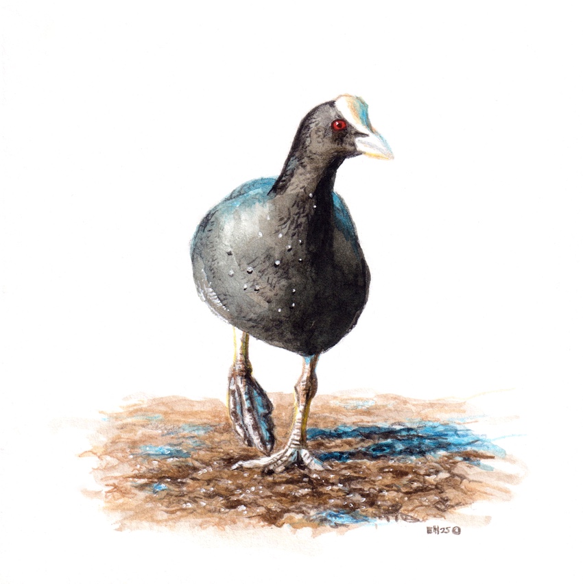 Miniature Eurasian Coot