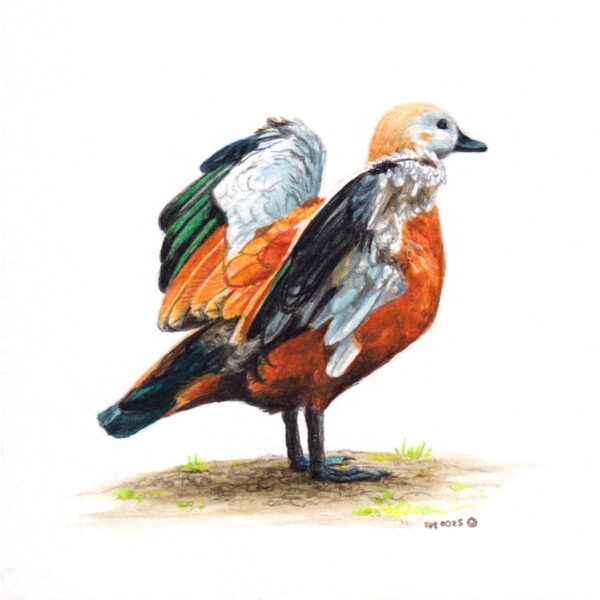 Miniature Ruddy Shelduck