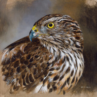Birds of Prey