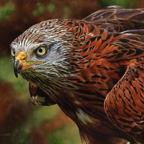 Red Kite Portrait