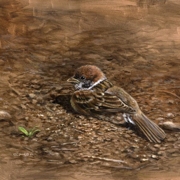 Eurasian Tree Sparrow