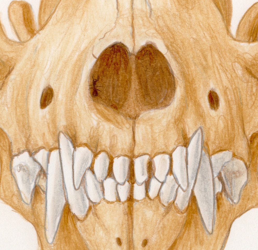 Predatory mammal skulls - Esther van Hulsen