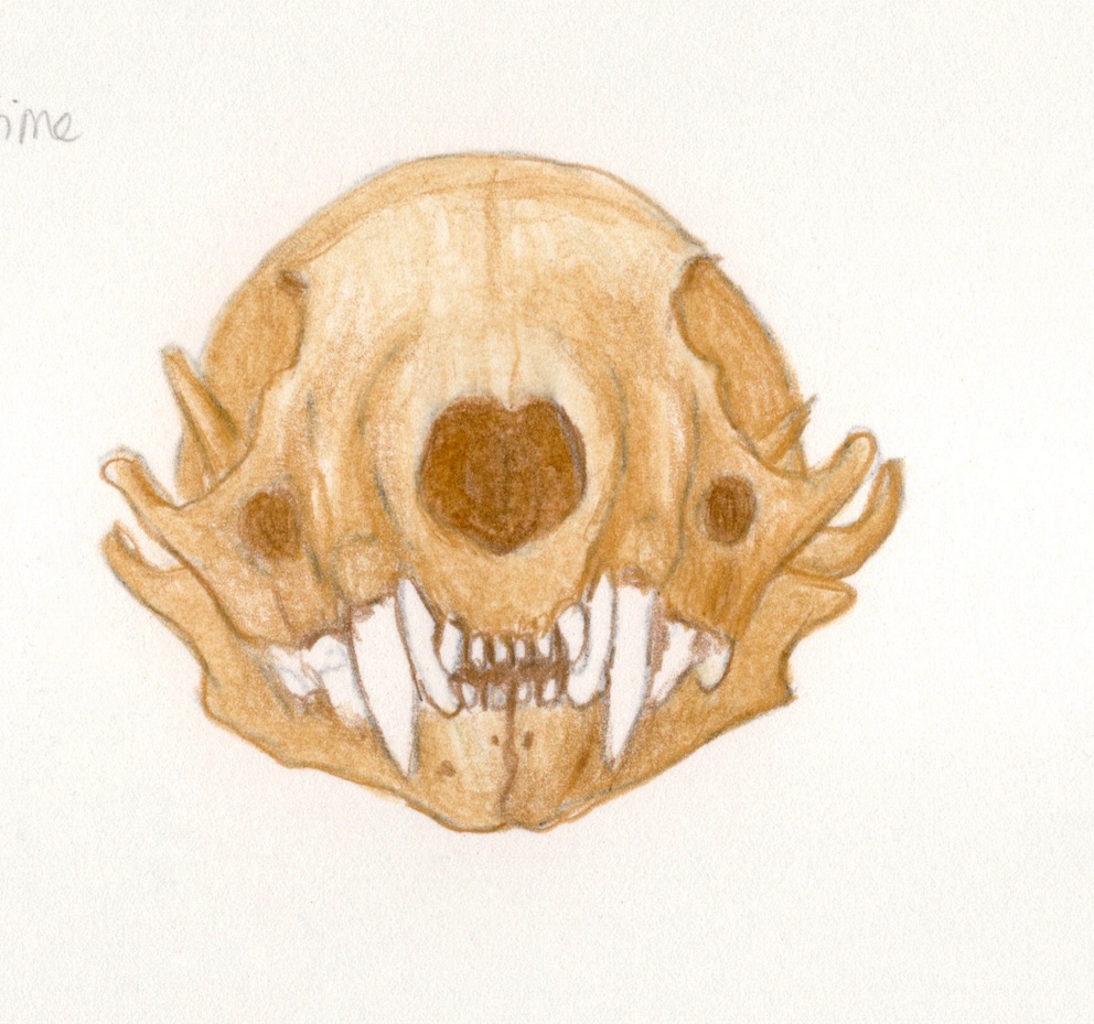 Predatory mammal skulls - Esther van Hulsen
